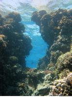 Red Sea Coral 5